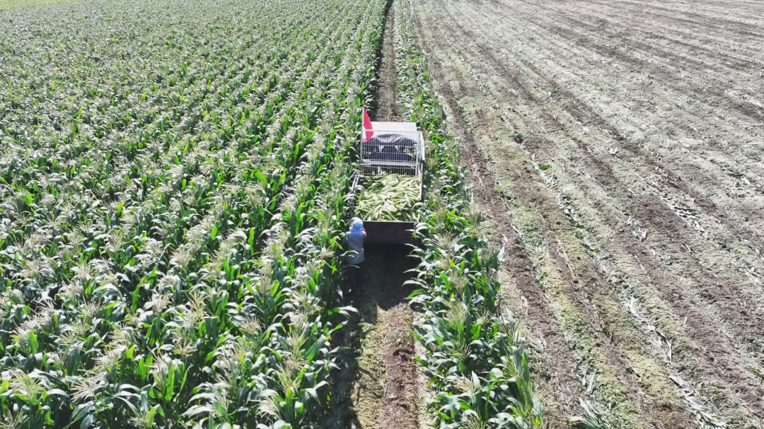 1758266240429019344.png 01.png